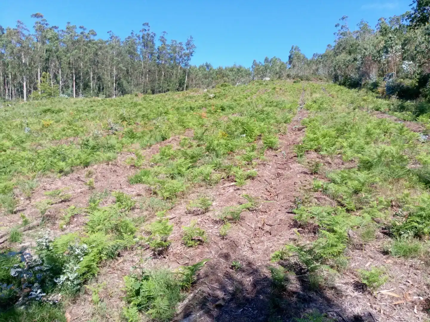 Finca rústica en venda en Cerceda