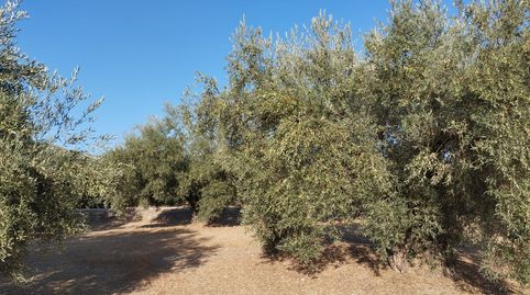 OLIVAR TRADICIONAL A PIE DE CARRETERA TOTALMENTE LLANO, immagine 5