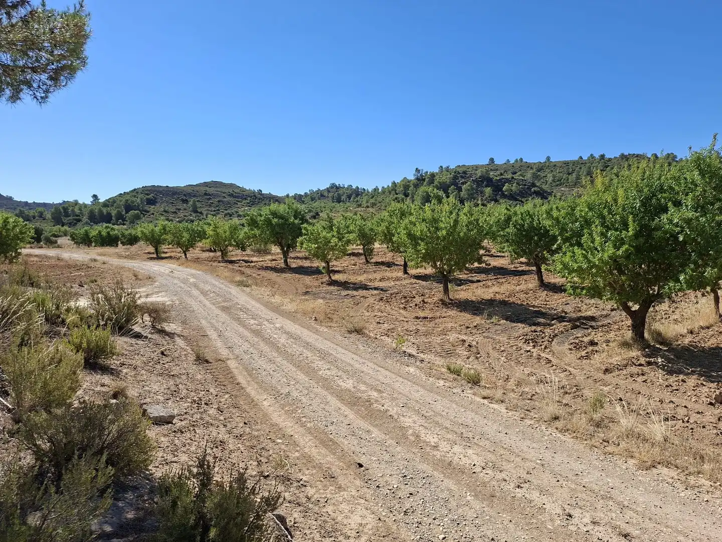 Finca rústica en venta en Maella