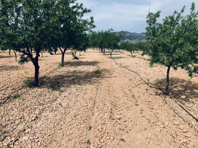 Terreny rústic en venda a La Romana, imagen 11