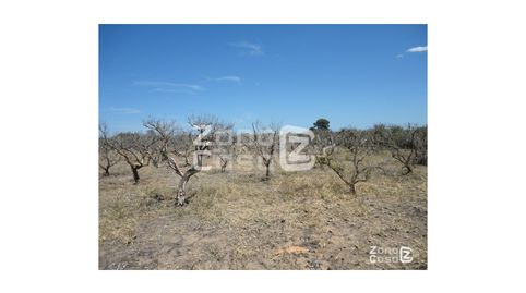 Foto 5 de Finca rústica en venta en Carrer de la Rambla Ď Algemesi, Algemesí, Valencia