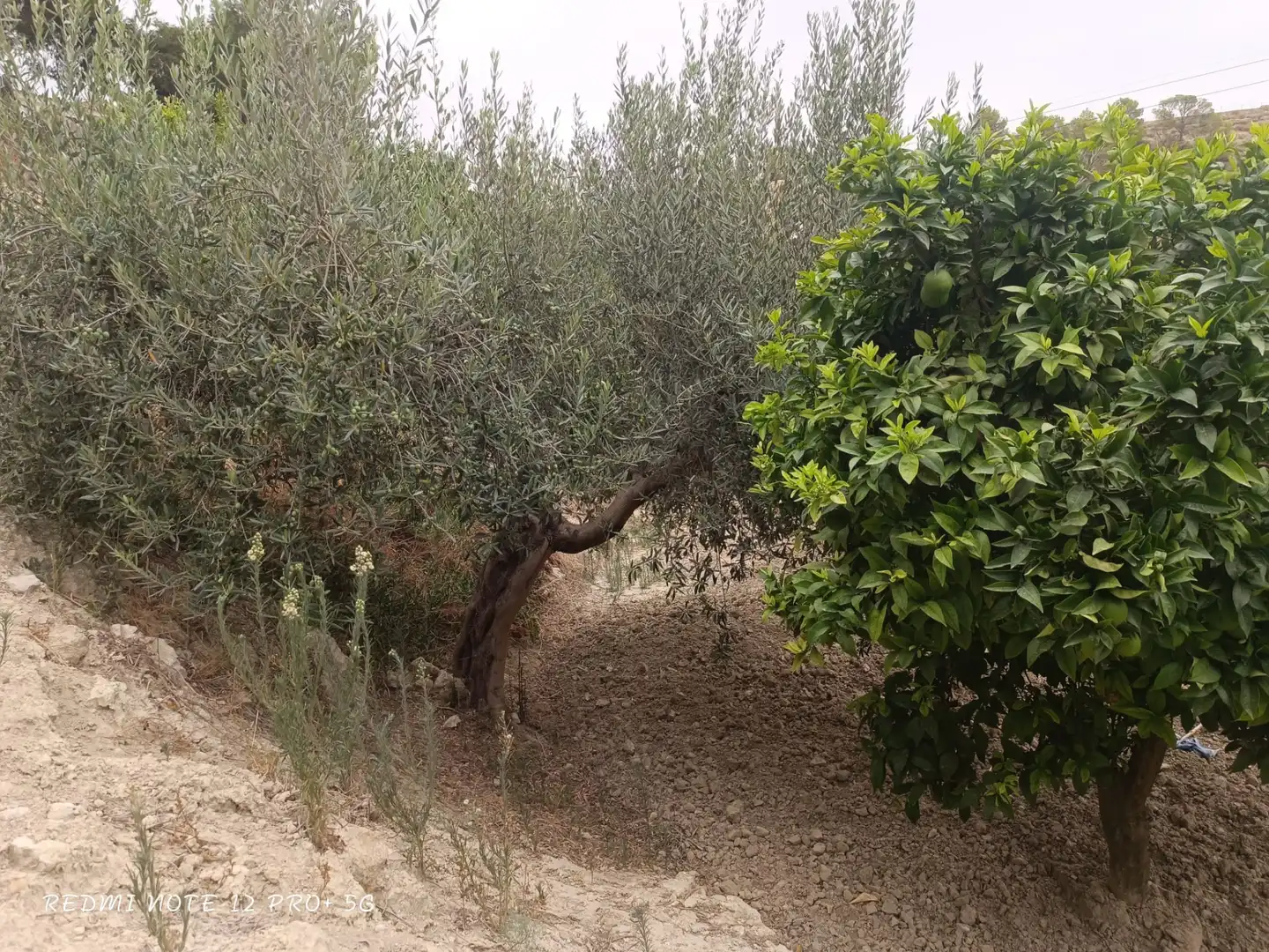 Haus zum Verkauf in Camino de la Balsa, imagen 32