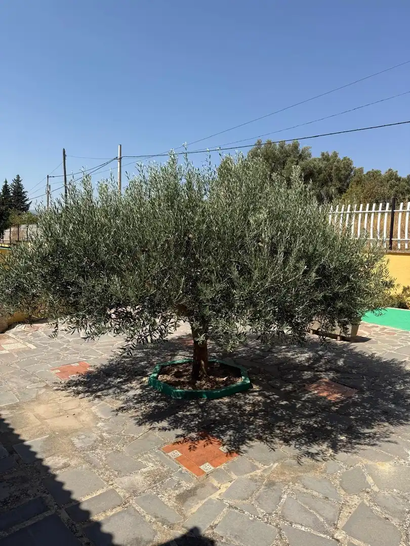 Jardín de Casa o chalet en venta en Bulbuente con Aire acondicionado, Calefacción y Jardín privado