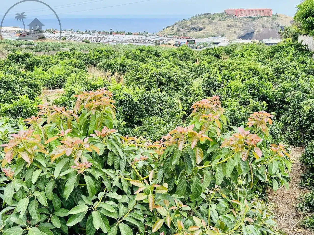 Vista exterior de Finca rústica en venta en La Orotava con Jardín privado y Terraza