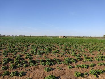 Terreno rustico in vendita a Pedanías Norte