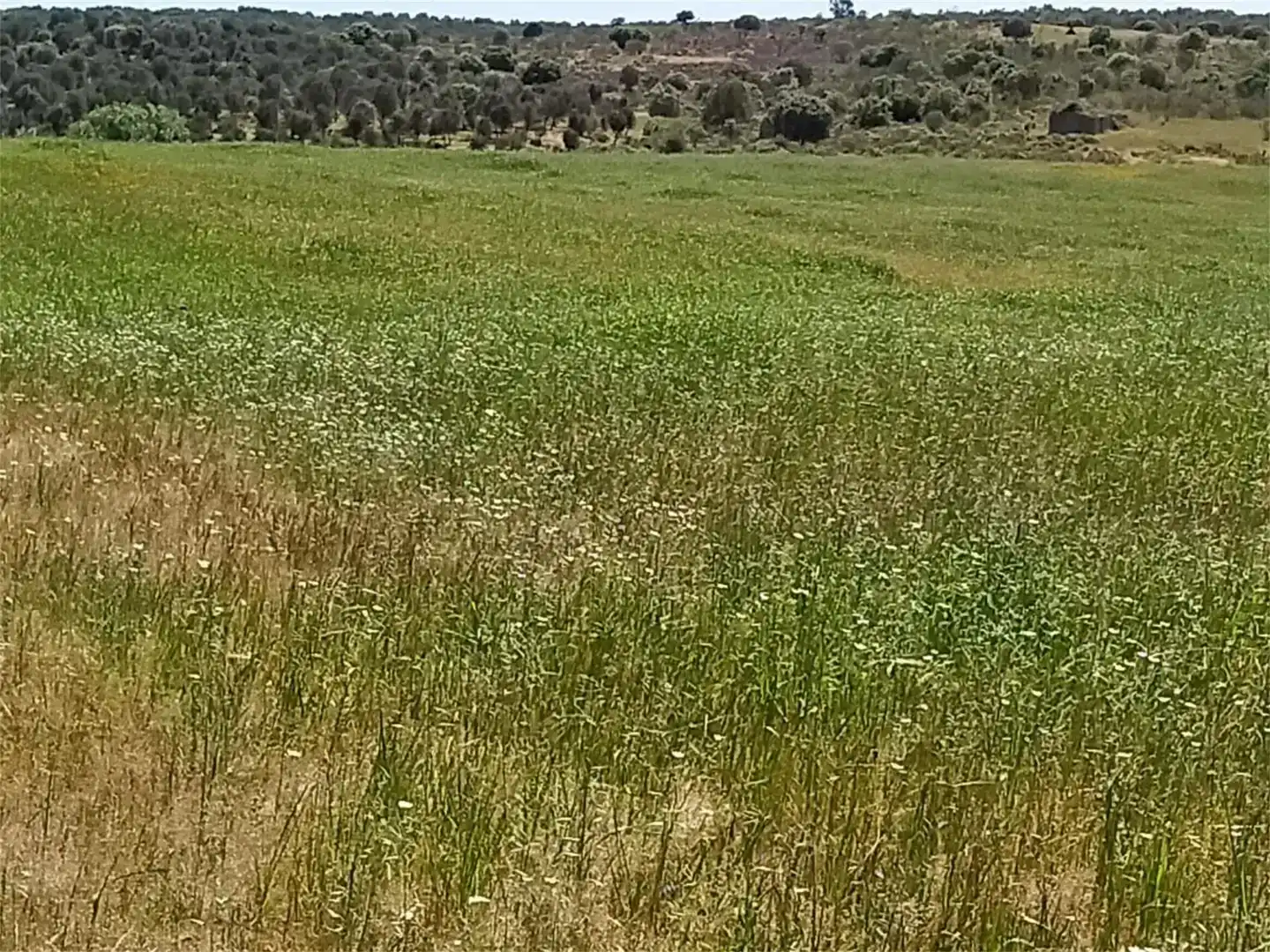 Grundstücke zum Verkauf in Calzadilla