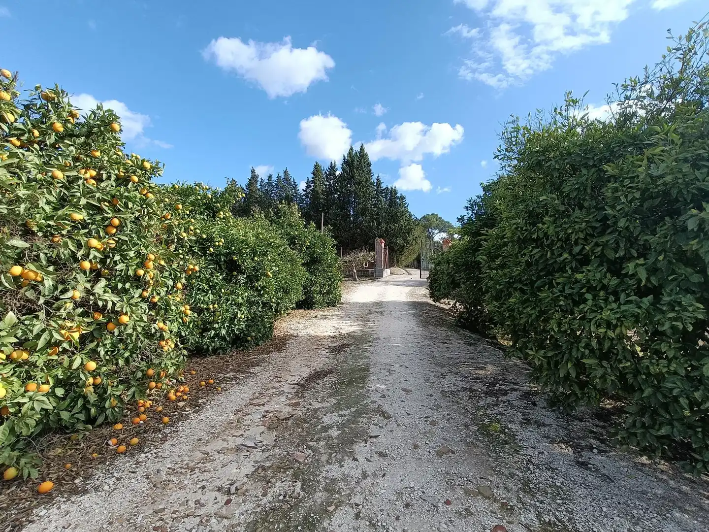 Finca rústica en venda en Jerez de la Frontera