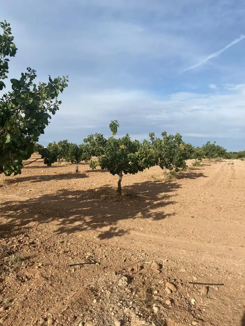 Terreno en venta en Tomelloso