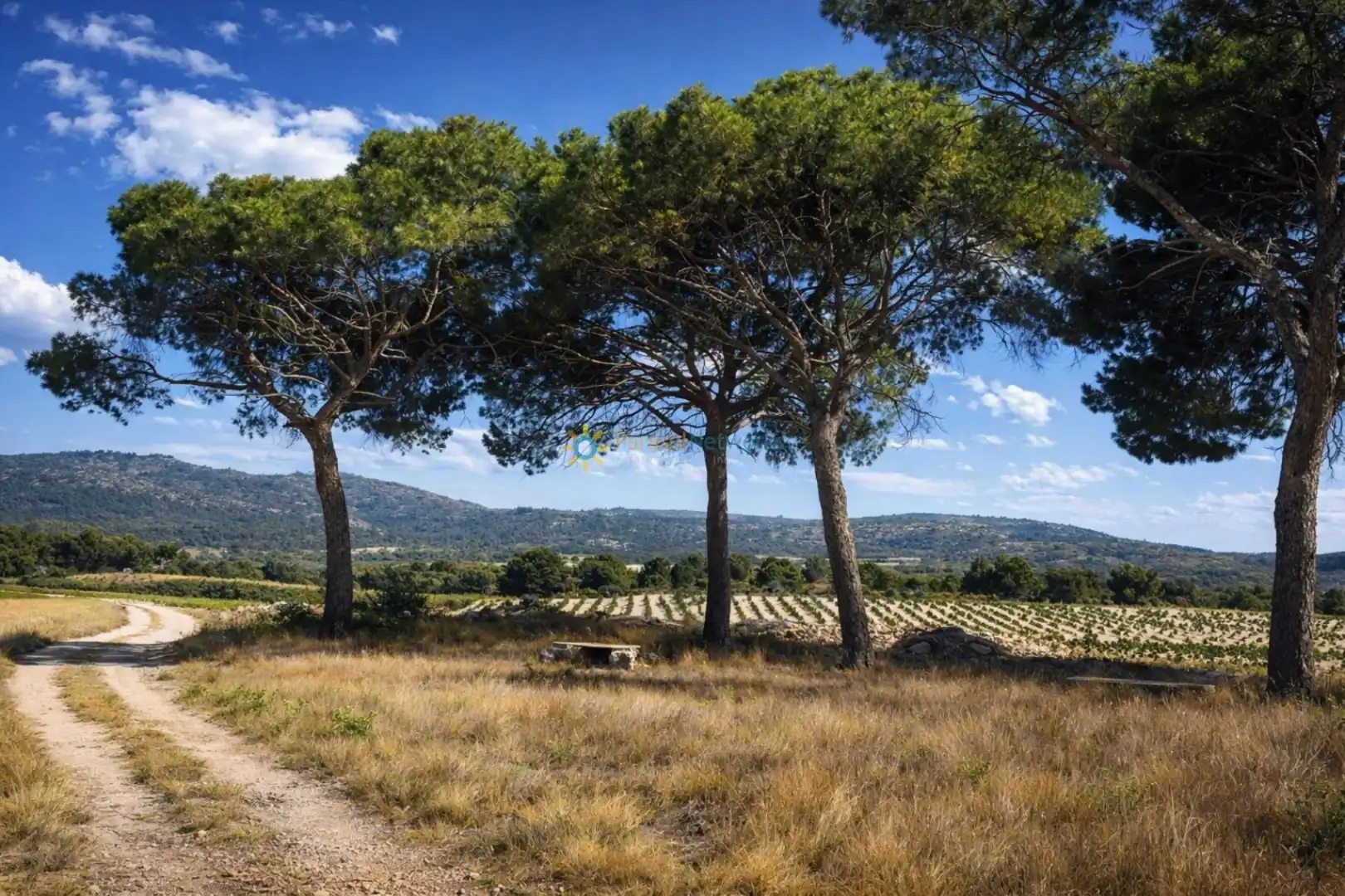 Jardí de Finca rústica en venda en Villena amb Jardí privat i Traster
