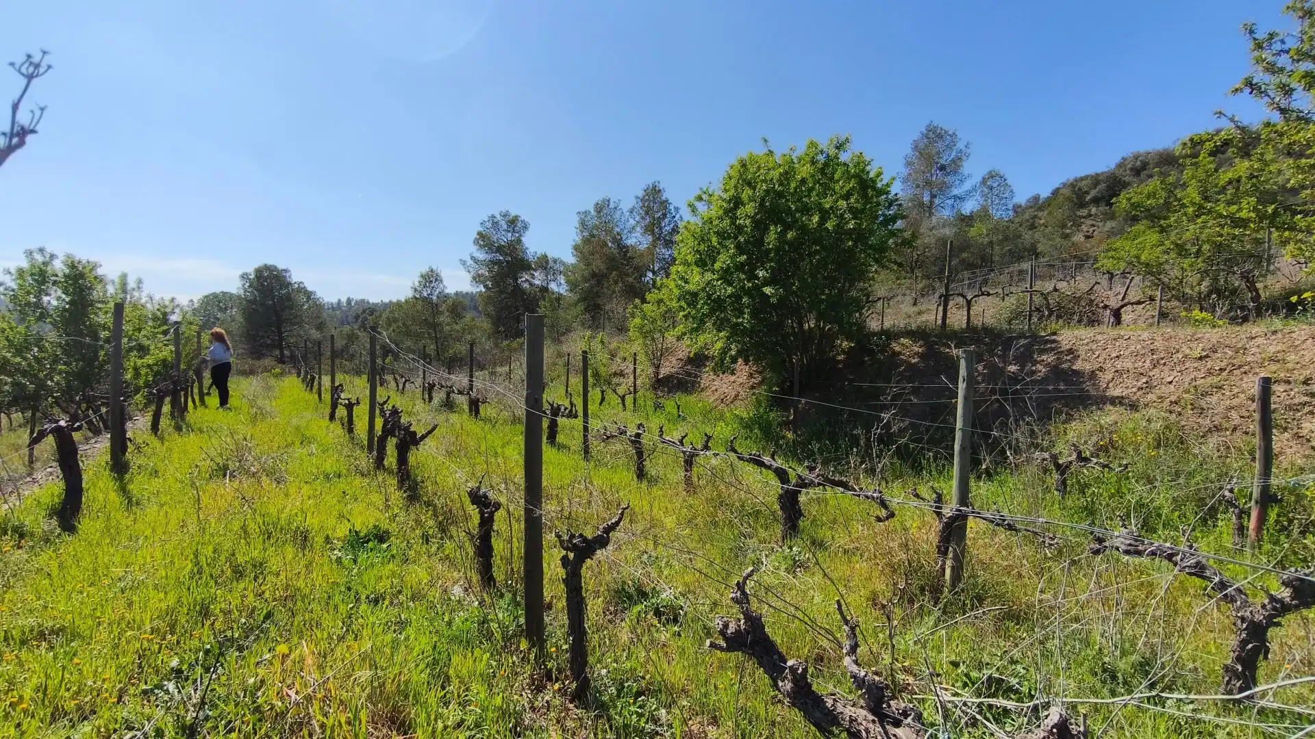 Grundstücke zum Verkauf in El Molar (Tarragona)