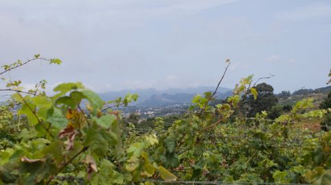 Photo 5 of Land for sale in El Sauzal, Santa Cruz de Tenerife