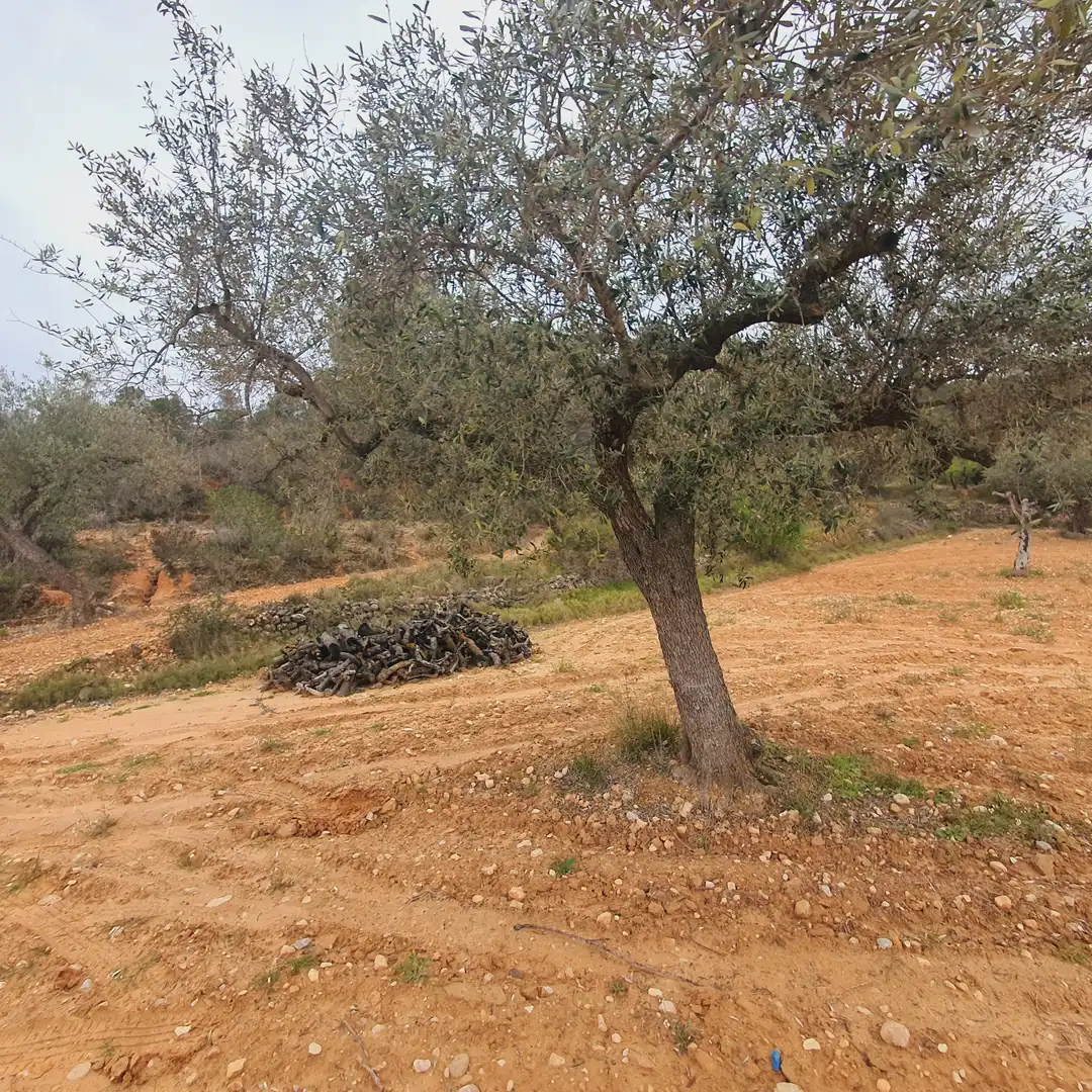 Rustikales Grundstück zum Verkauf in El Pinell de Brai, imagen 8