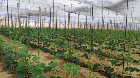 Photo 5 of Residential for sale in Níjar pueblo, Níjar