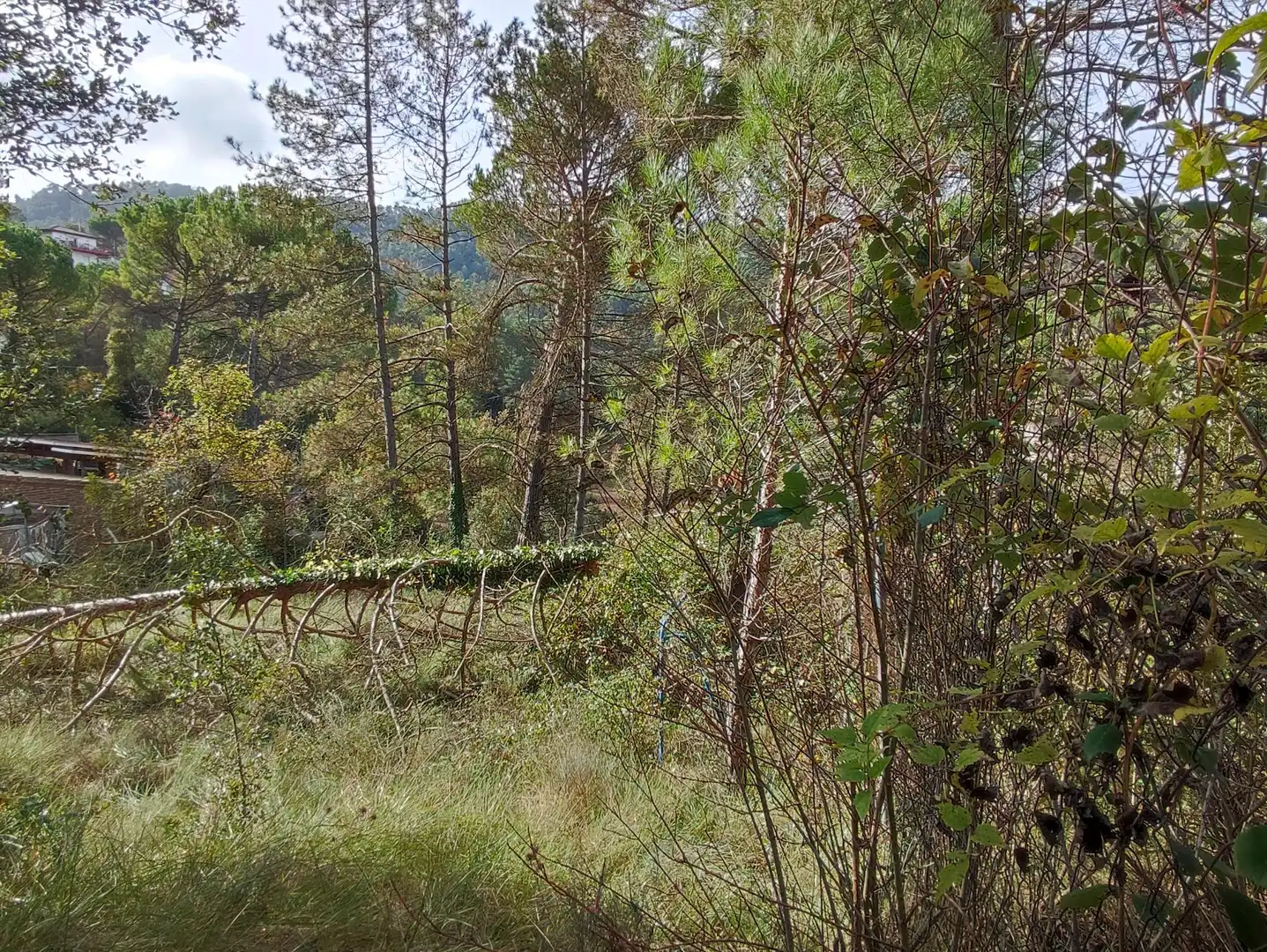 Terrain rustique à vendre à Monistrol de Calders, imagen 19