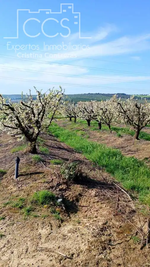Terreno rústico en venta en Huévar del Aljarafe