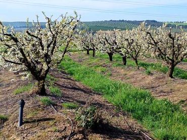 Terreno rustico in vendita a Huévar del Aljarafe