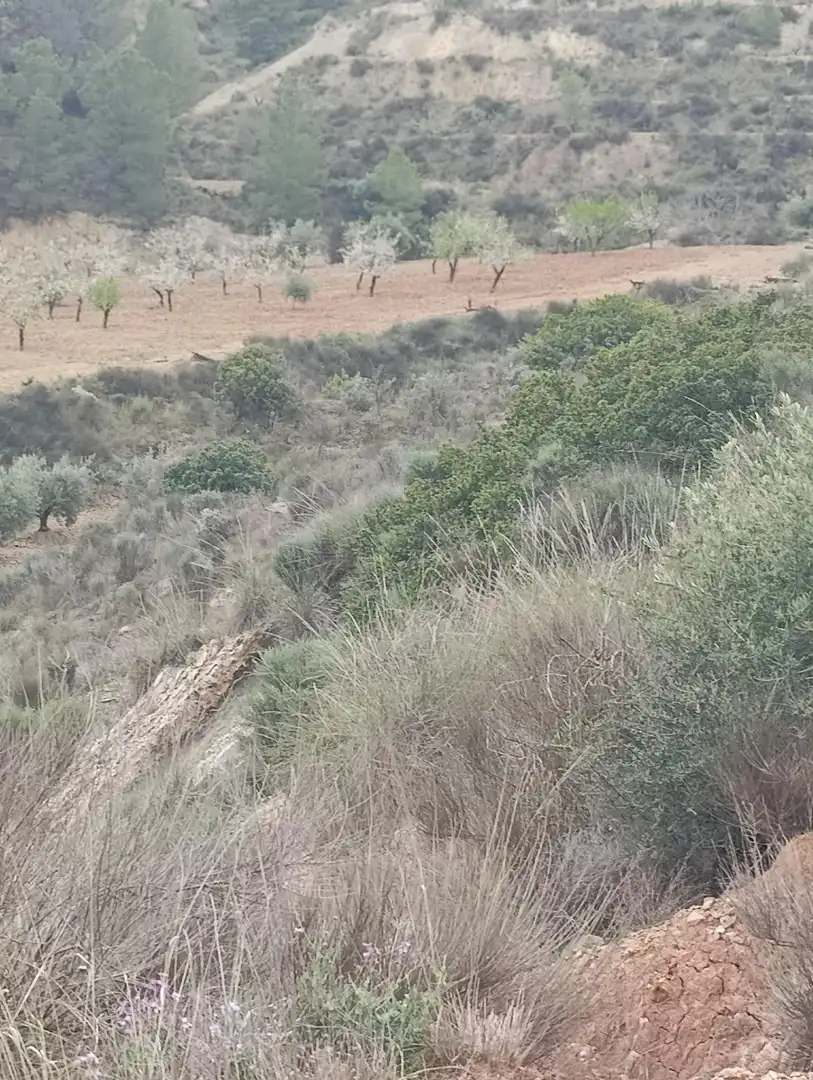 Terrenys i solars en venda a Bullas, imagen 7