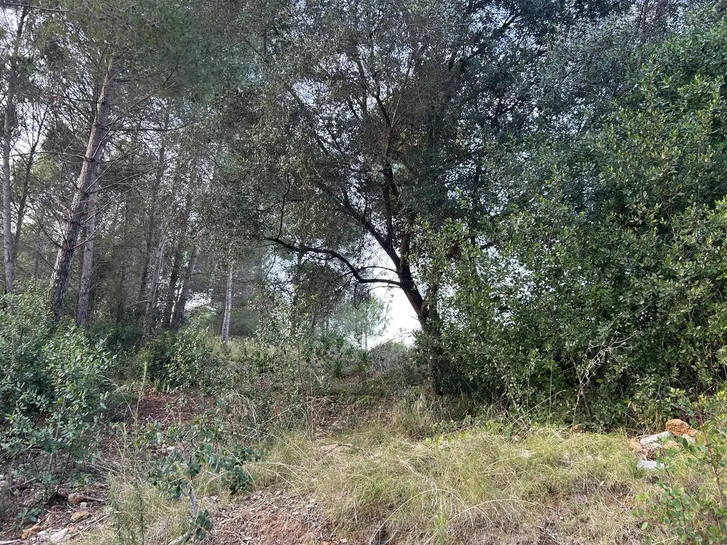 Rustikales Grundstück zum Verkauf in CAN FELIU, imagen 4