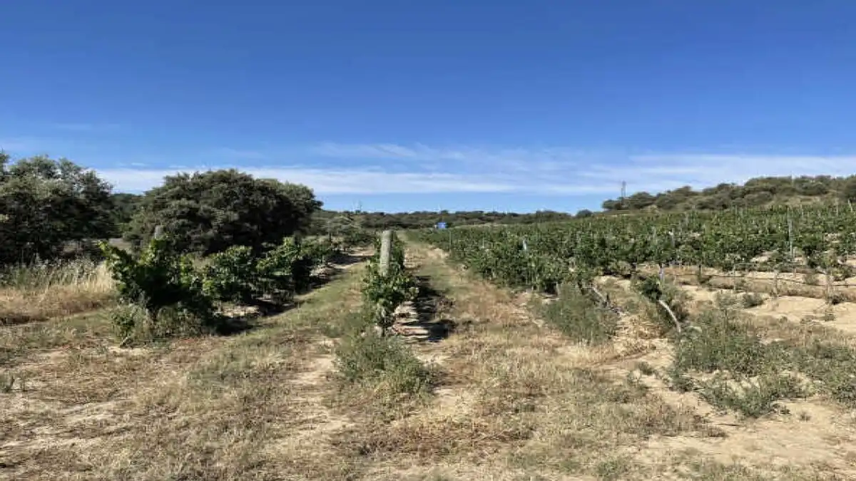 Residential for sale in Blecua y Torres