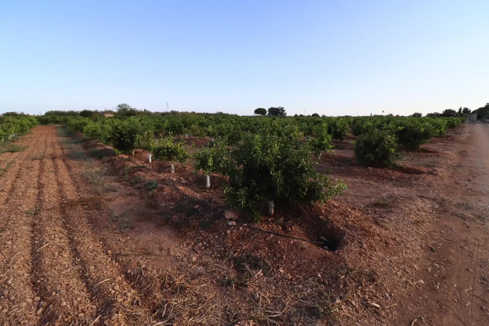 Terreny en venda en Vinaròs