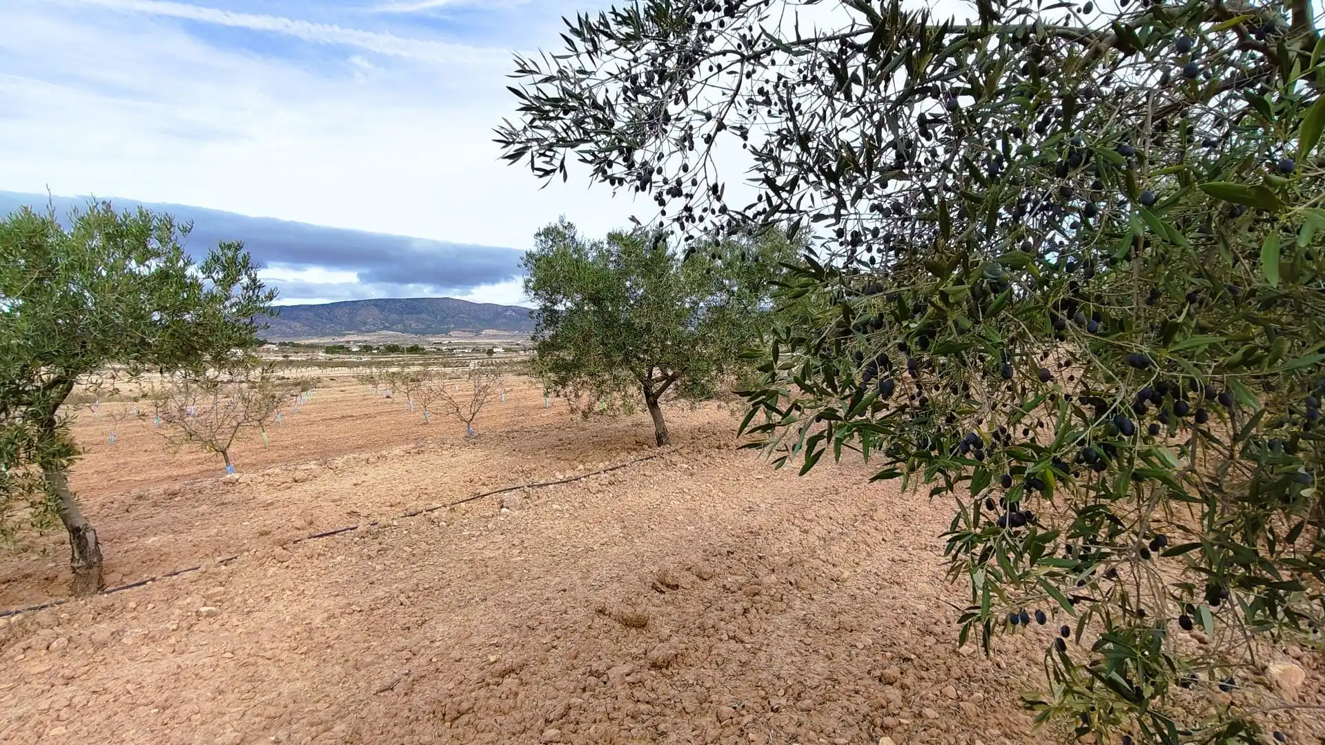 Terreny rústic en venda a Monóvar  / Monòver, imagen 11