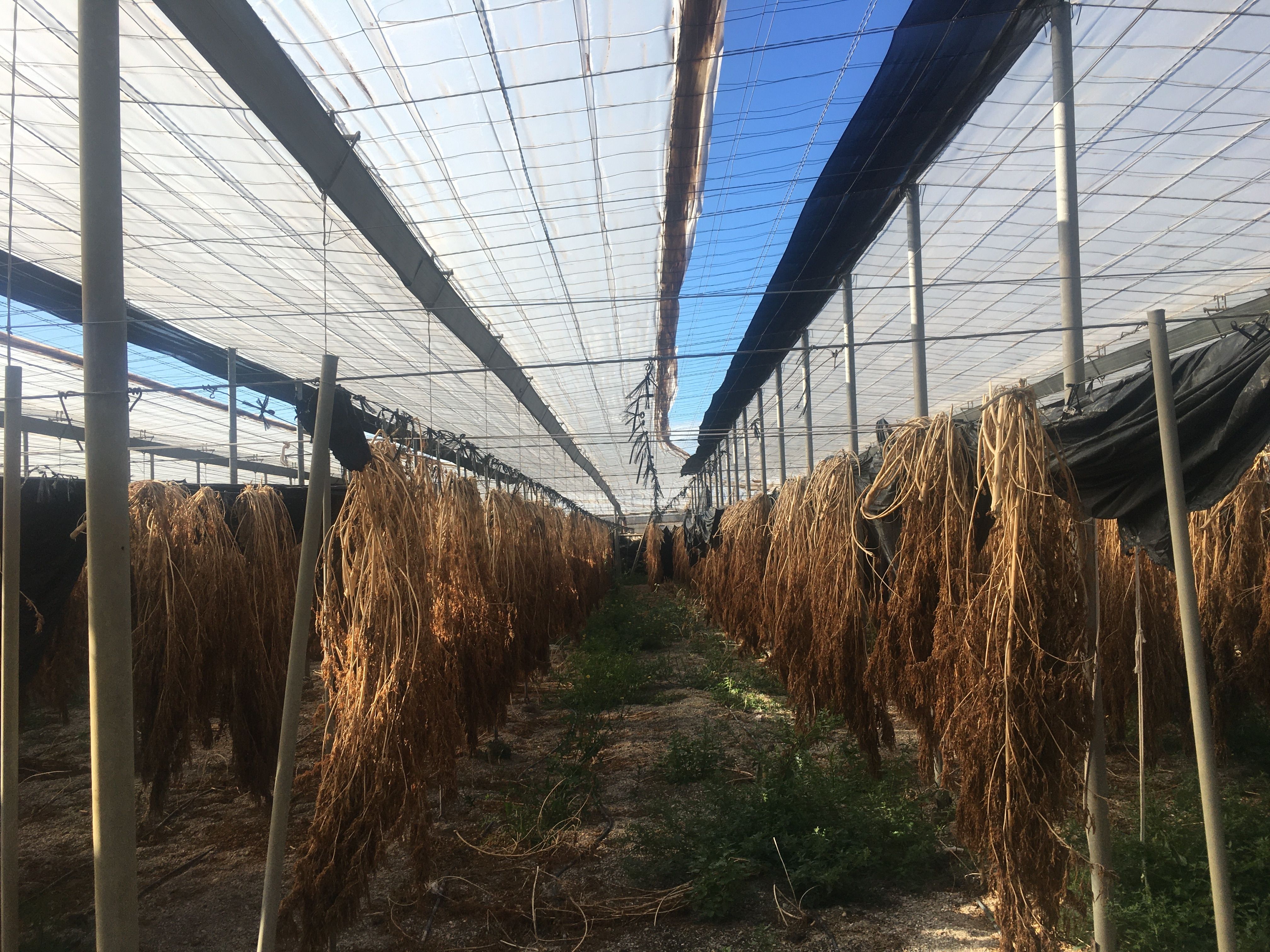 Garden of Land for sale in Albuñol