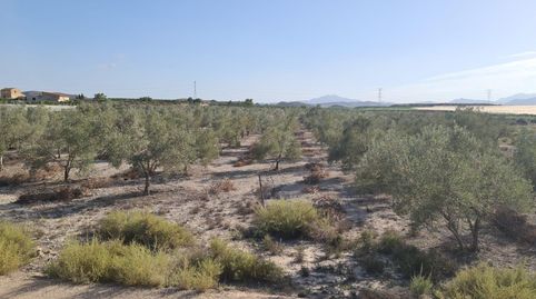 Gran Parcela Rústica de Más de 20.000 m2 en Monforte del Cid, imatge 5