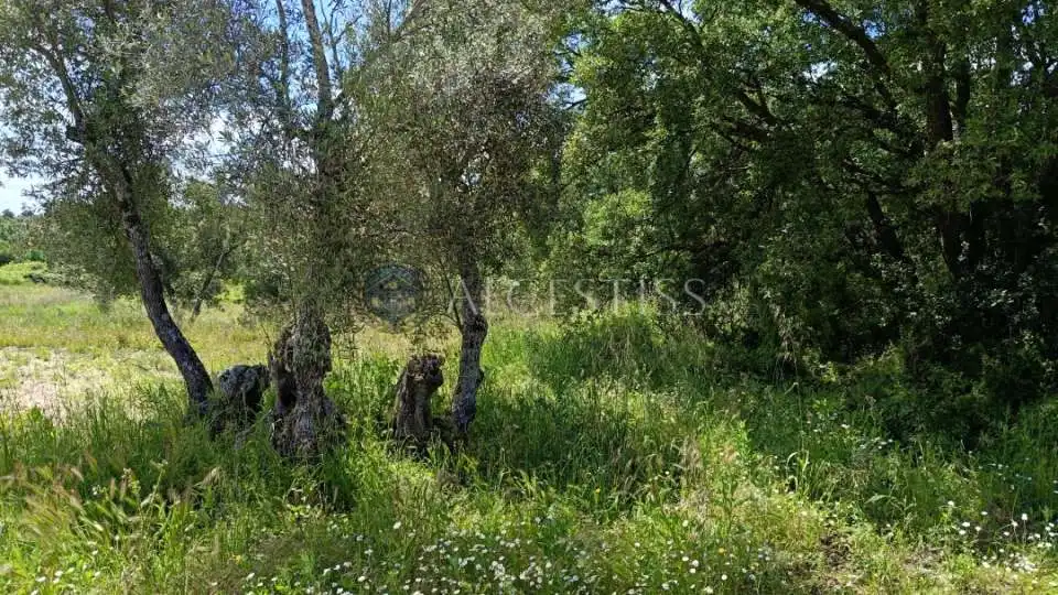 Land for sale in Méntrida