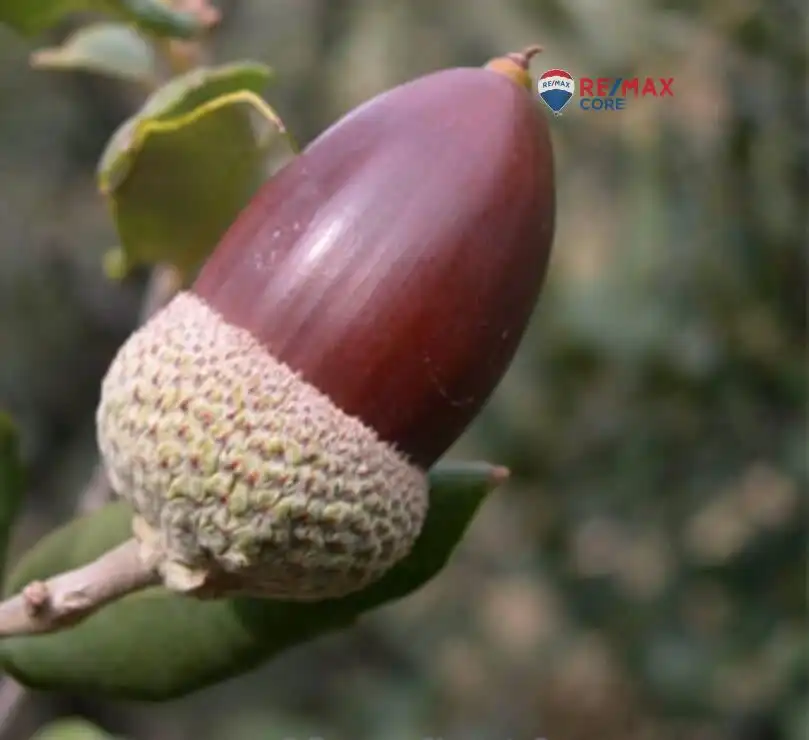 Jardín de Terreno en venta en La Roca de la Sierra 