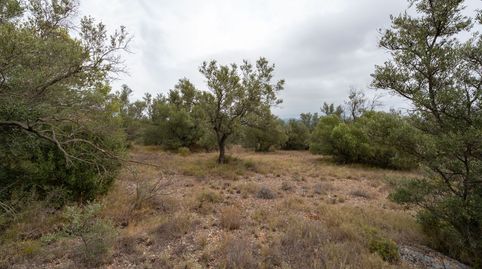 Finca rústica sin ninguna edificación y buen acceso, immagine 4