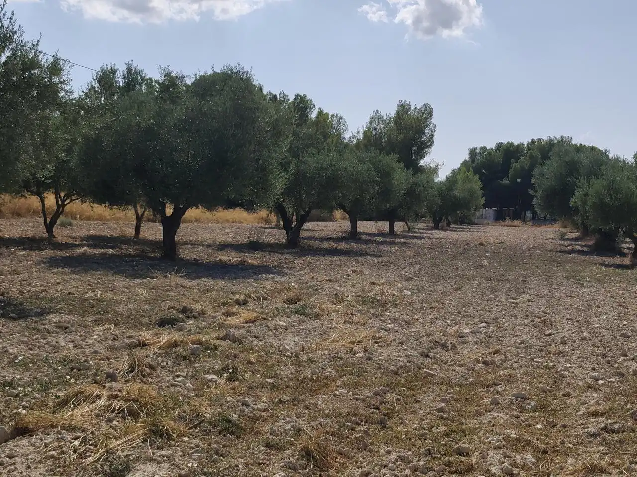 Terreno rustico in vendita a Castalla, imagen 14