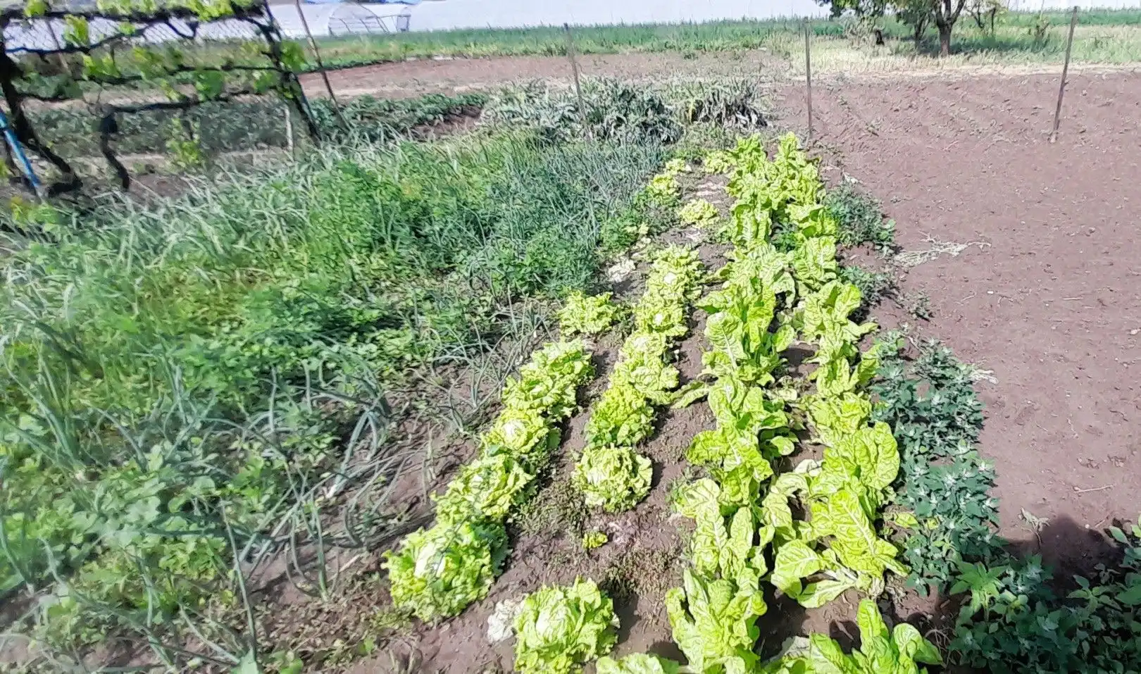 Terreni e lotti in vendita a La Portalada - Varea, imagen 29