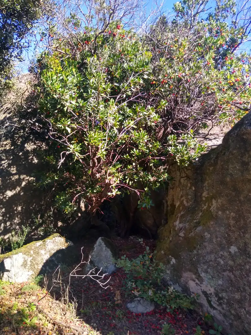 Rural land for sale in Cadalso de los Vidrios, imagen 14