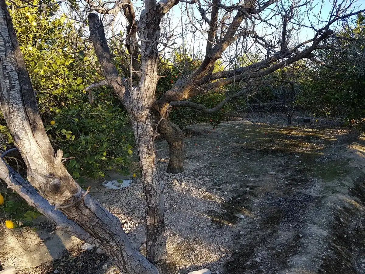 Finca rústica en venta en Ulea