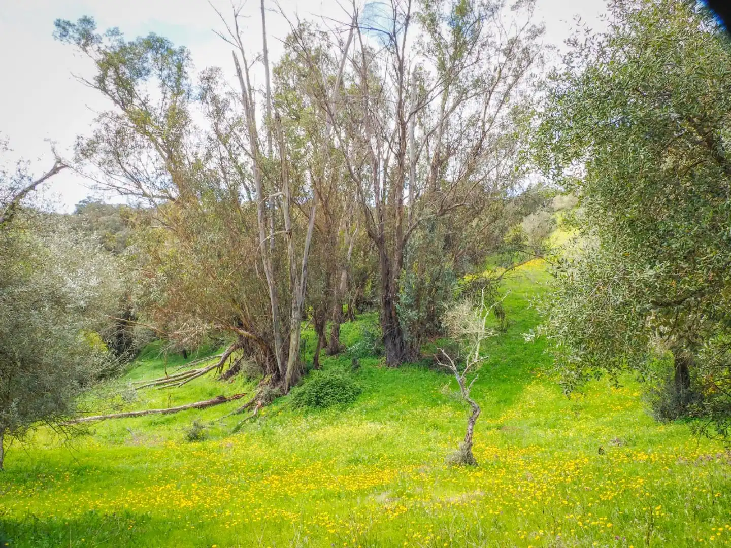 Land for sale in Linares de la Sierra