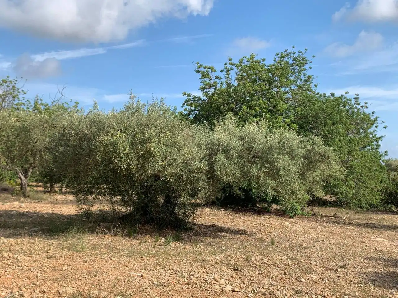 Rural land for sale in Calle POLIGONO 43, PARCELAS 350, 353,559, imagen 7