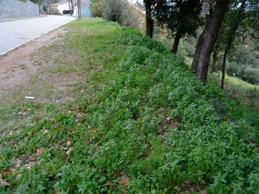 Terreno residenziale in vendita a Sant Pere de Vilamajor