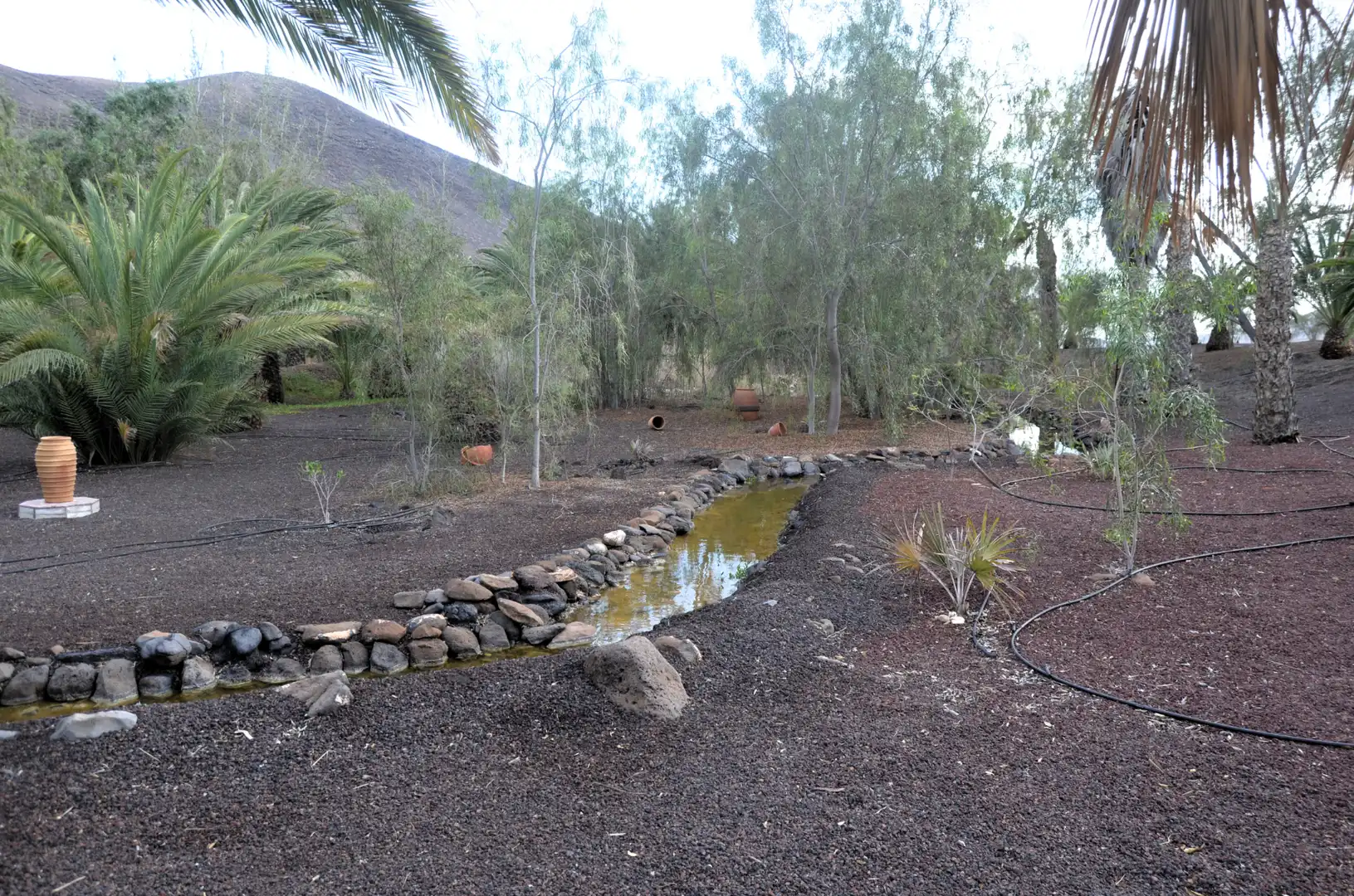 Jardí de Casa o xalet en venda en Pájara amb Jardí privat, Terrassa i Piscina