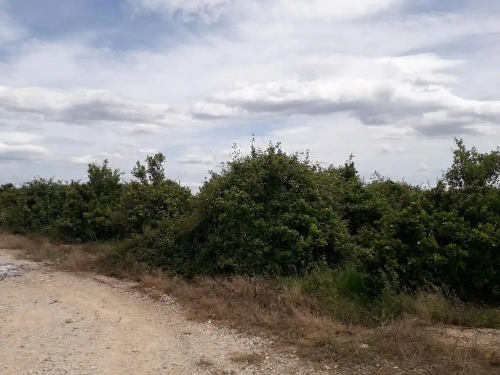 Terrain rustique à vendre à REALENGO, imagen 7