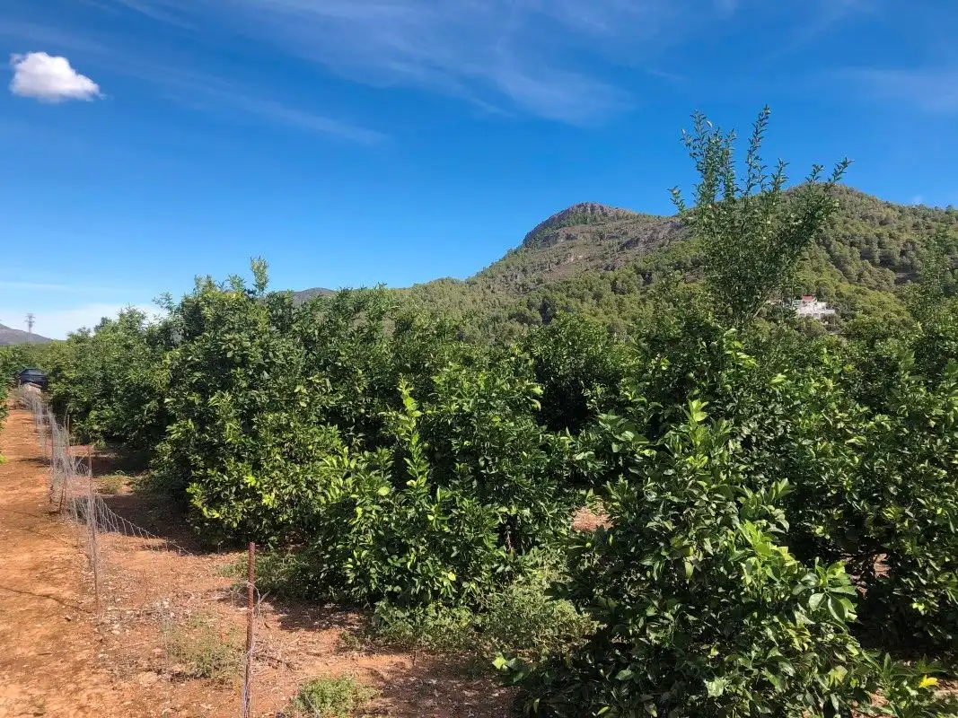 Terreny rústic en venda a Palma de Gandia, imagen 29