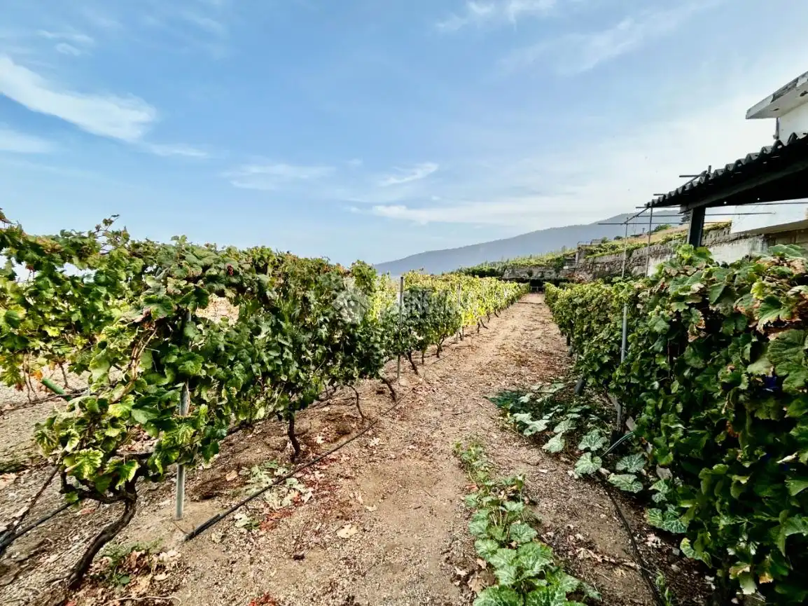 Country homes for sale in Arafo