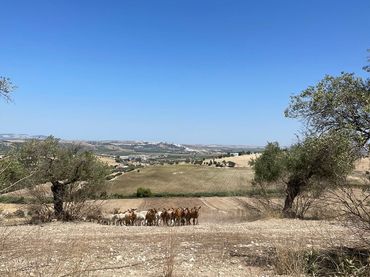 Terreno rustico in vendita a Arcos de la Frontera