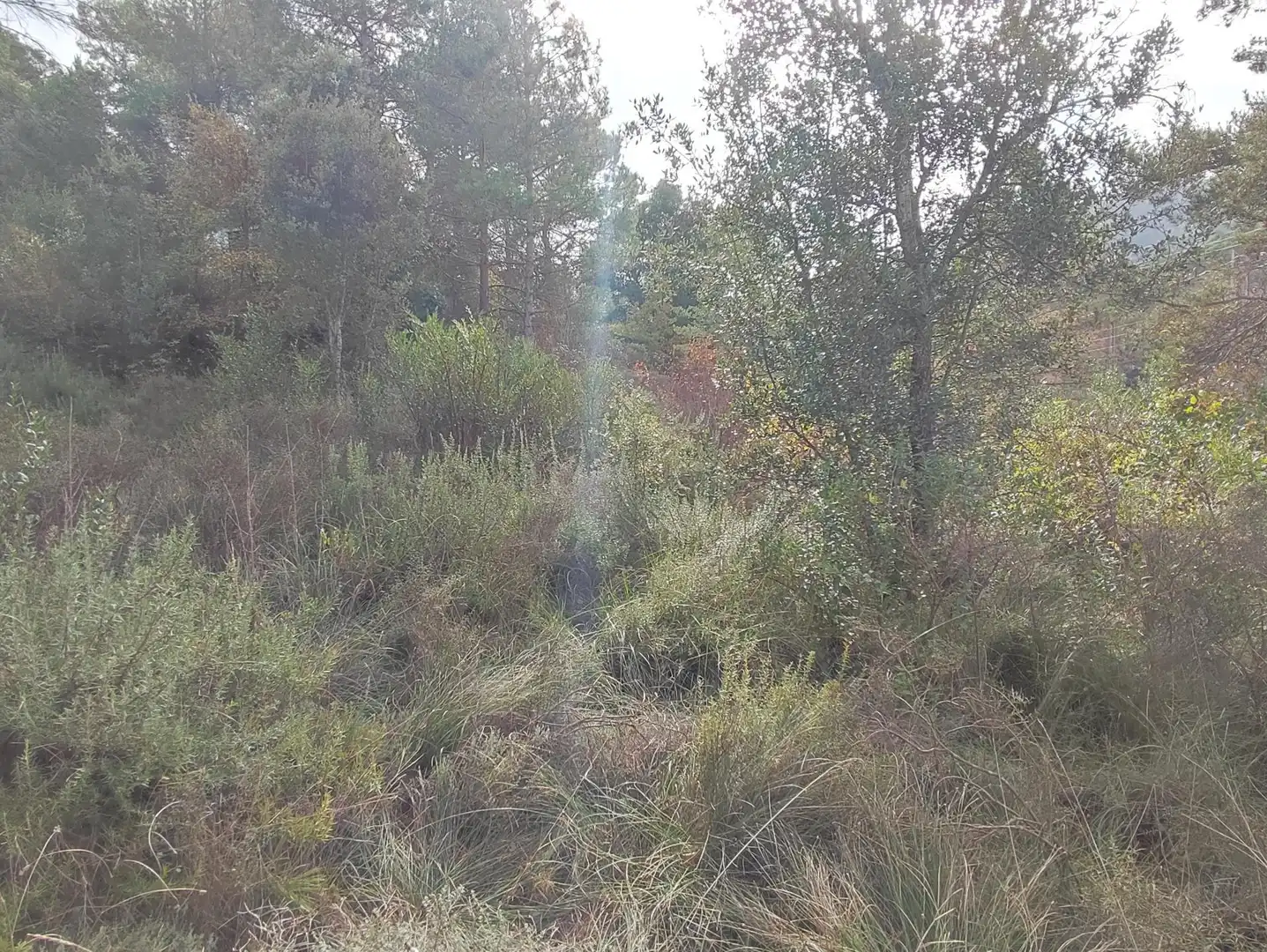 Terrain rustique à vendre à Monistrol de Calders, imagen 31