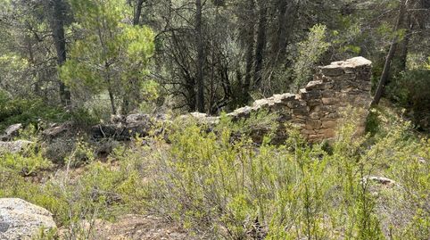 Finca de olivos en producción, immagine 3