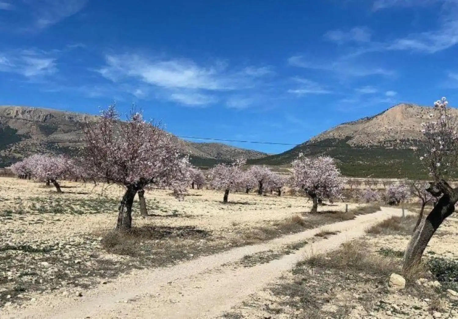 Vista exterior de Finca rústica en venta en Vélez-Rubio con Calefacción, Jardín privado y Trastero