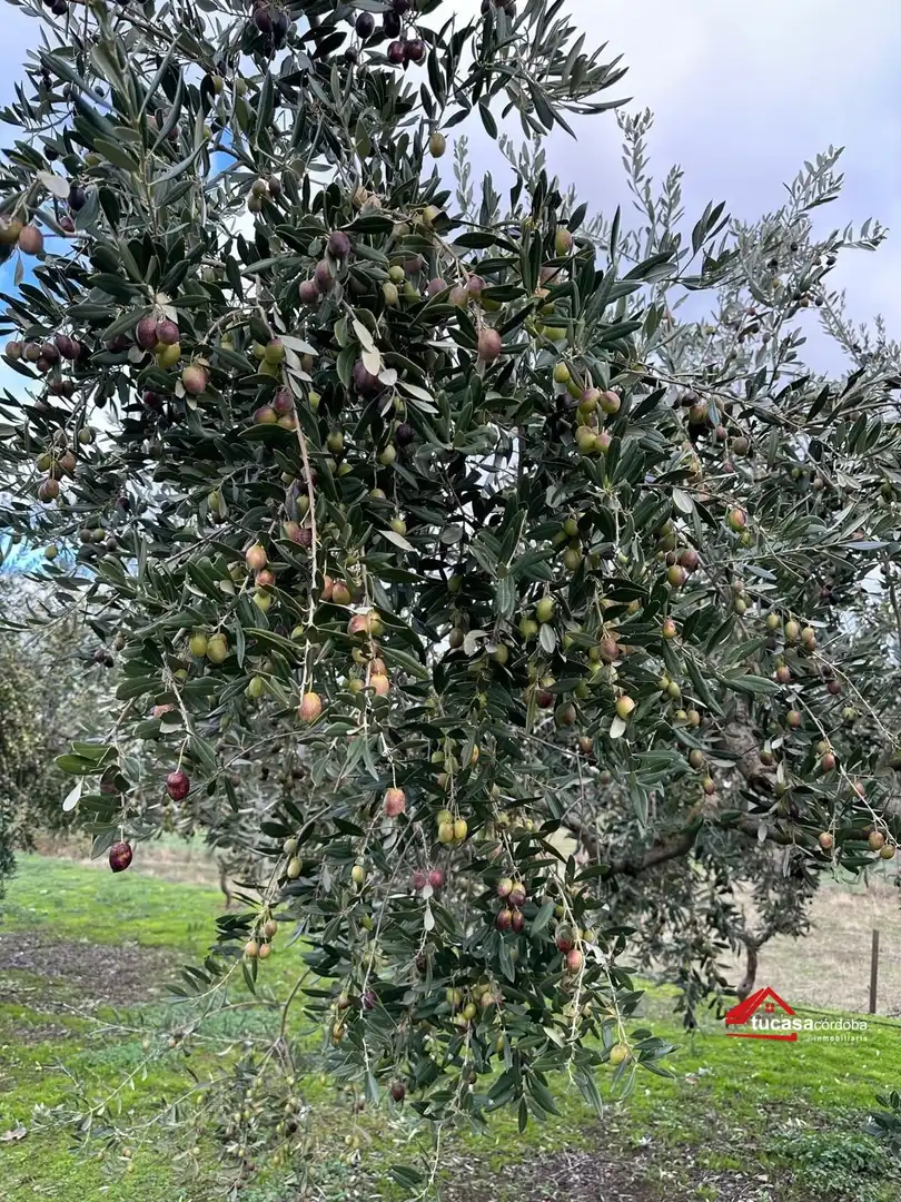 Terreno rustico in vendita a Villanueva del Rey, imagen 27