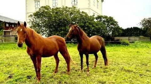 Foto 5 de Casa o xalet en venda a Avda del Folgueirón, S N Campos y Salave, Tapia de Casariego, Asturias