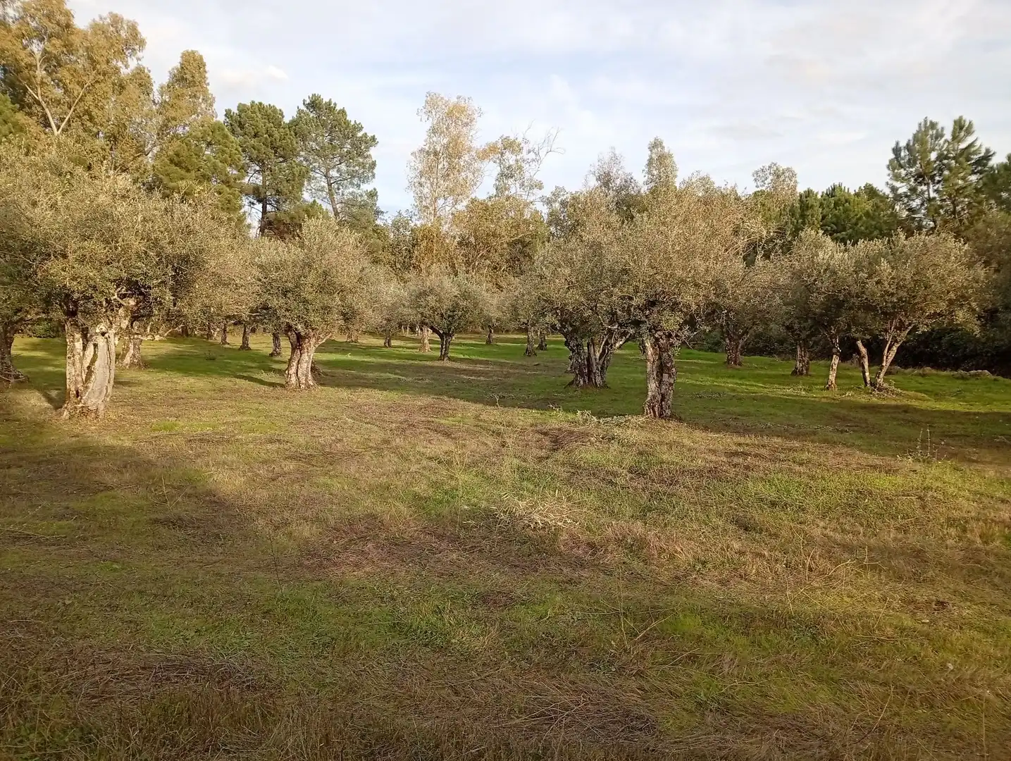 Terreni e lotti in vendita a Villanueva de la Vera, imagen 33