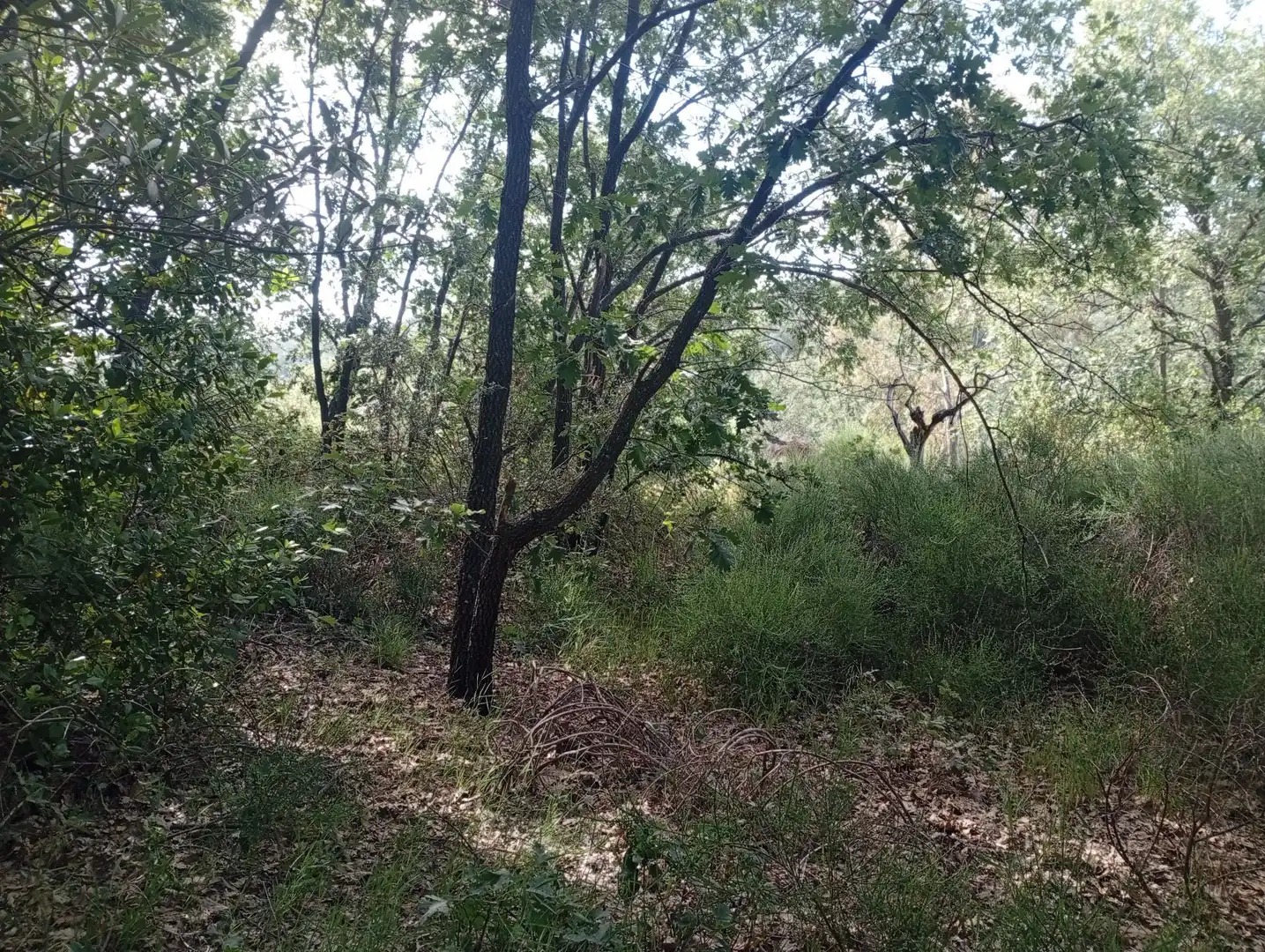 Terreni e lotti in vendita a Losar de la Vera, imagen 17