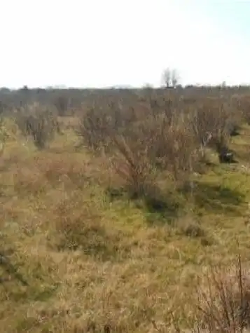 Terrain rustique à vendre à PARTIDA POLÍGONO 3 00514